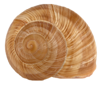 Coquille escargot Bourgogne n°10 c1440