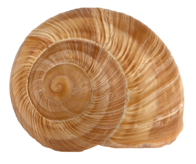 Coquille escargot Bourgogne n�10 c1440